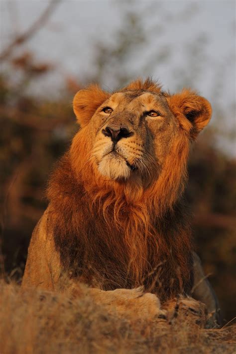 獅子的腳|101動物教室：獅子